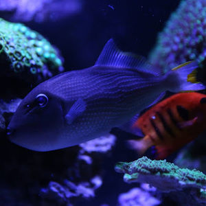 Meet your Posher, Seranty